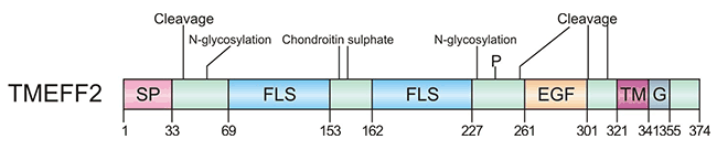 TMEFF2的結(jié)構(gòu)