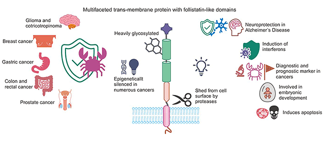 TMEFF2在癌癥治療中的作用