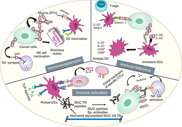 黏蛋白在腫瘤發(fā)生發(fā)展中發(fā)揮重要作用