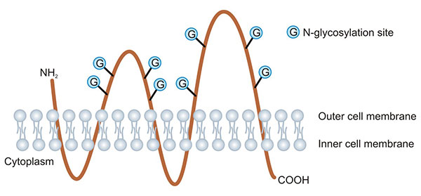 PROM1蛋白結(jié)構(gòu)示意圖