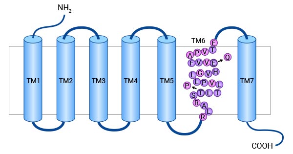 GIPR的結(jié)構(gòu)
