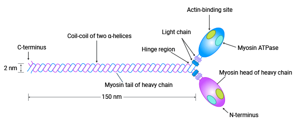 MYL9是肌球蛋白“細(xì)胞動(dòng)力馬達(dá)”關(guān)鍵成員