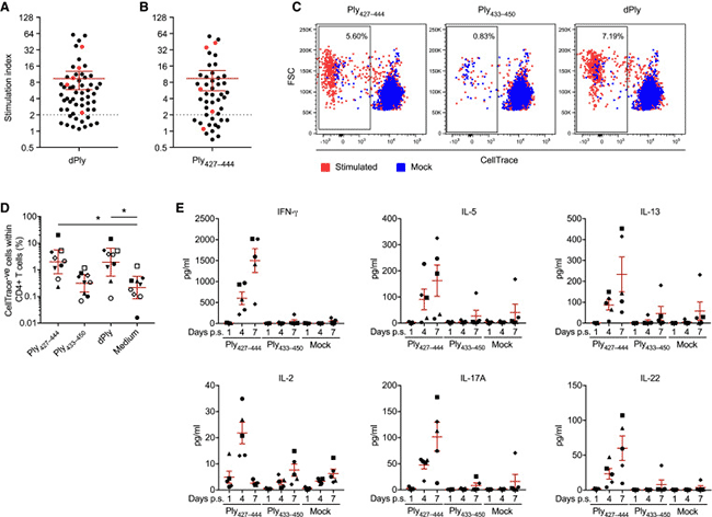 Ply427-444是一種免疫顯性表位，可誘導(dǎo)CD4+T細胞增殖和細胞因子產(chǎn)生