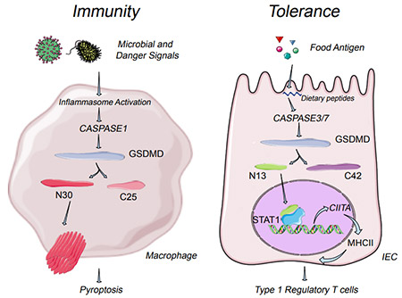 GSDMD分子在不同的細(xì)胞中呈現(xiàn)雙重免疫特性：對抗病原體，在細(xì)胞膜上形成孔穴，參與免疫激活；對食物抗原，進(jìn)入細(xì)胞核，參與轉(zhuǎn)錄，從而誘導(dǎo)免疫耐受
