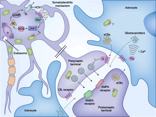 CNR1抑制G蛋白偶聯(lián)受體信號機制