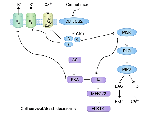 CNR1協(xié)同大麻素系統(tǒng)的抗腫瘤機制