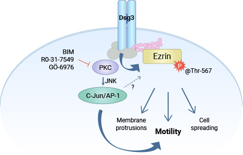 DSG3通過PKC/AP-1調(diào)控Ezrin的磷酸化，促進腫瘤細(xì)胞的浸潤