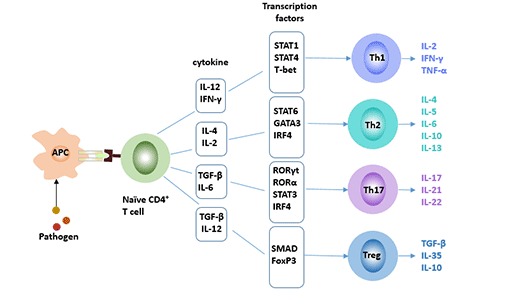 CD4+ T細(xì)胞的四個(gè)亞群