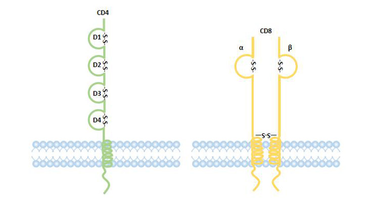 CD4和CD8編譯器的結(jié)構(gòu)