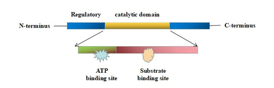 蛋白激酶的結(jié)構(gòu)