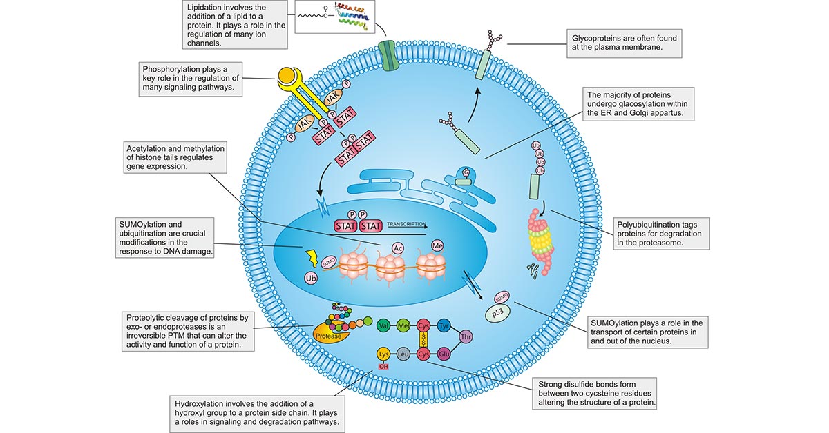 PTMs在哺乳動(dòng)物細(xì)胞內(nèi)