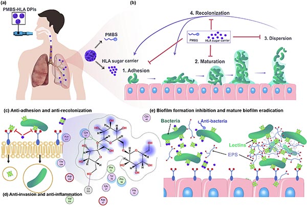 PMBS-HLA DPI 的作用機(jī)制示意圖