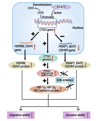 CT83相關(guān)的信號(hào)通路研究