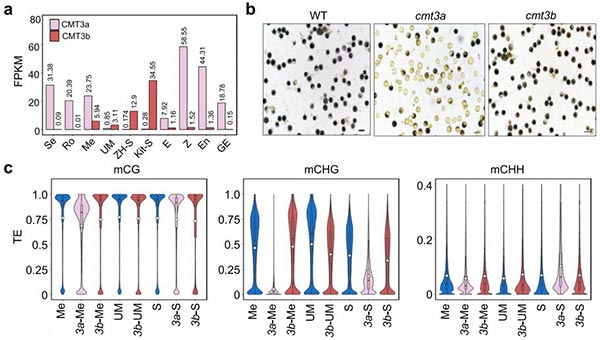 cmt3a和cmt3b突變影響小孢子母細(xì)胞（Me）、小孢子（UM）和精細(xì)胞（S）中DNA甲基化水平