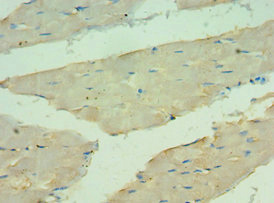 CSB-PA866314ESR2HU IHC2