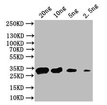 CSB-PA262595XA01ENV WB