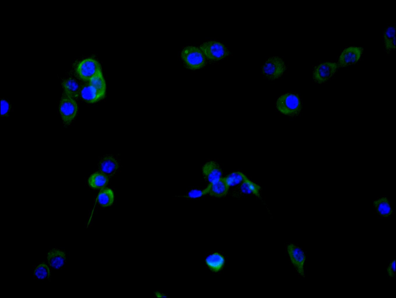 CSB-RA008424MA2HU IF