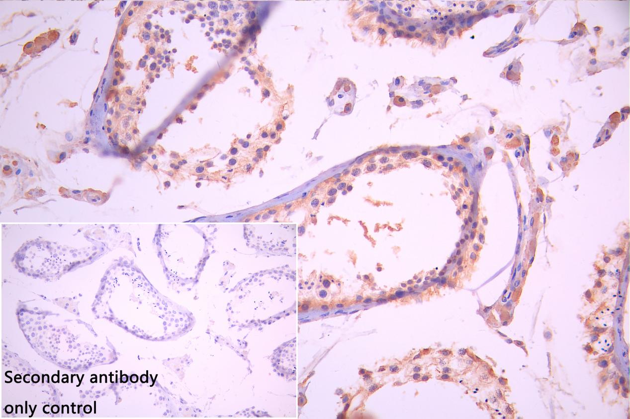 High Purity Validated of CSB-MP4278MOV