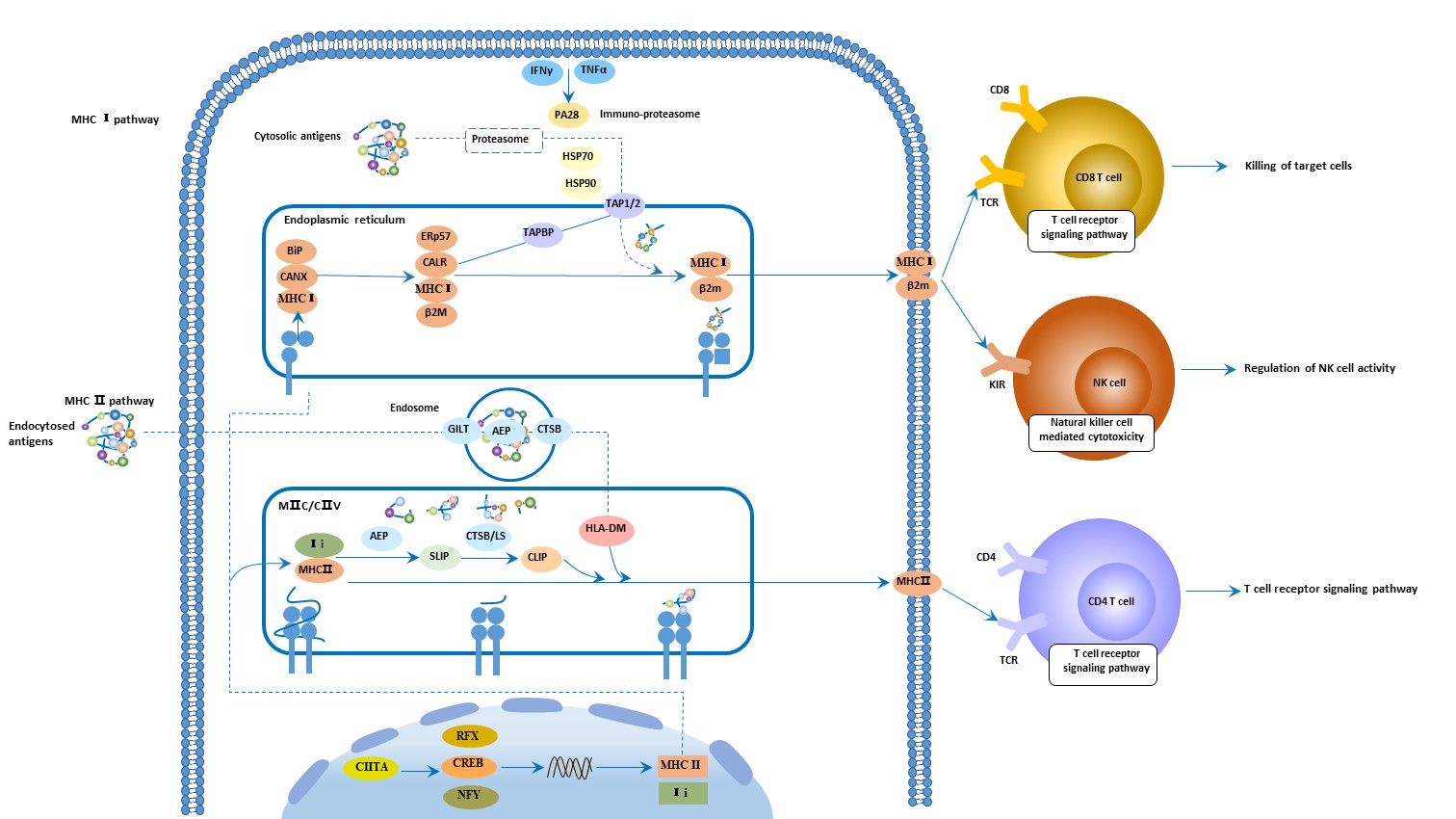 Antigen processing and presentation