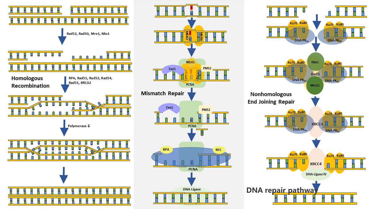 DNA repair pathway