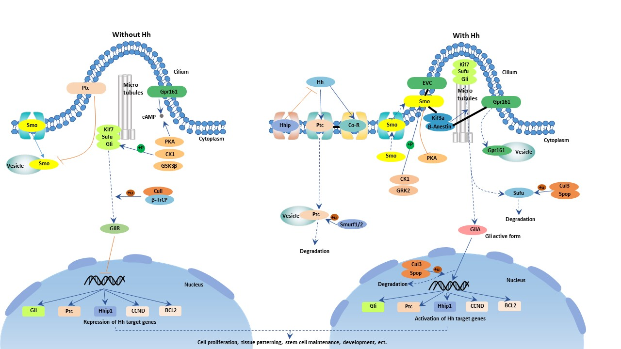 Hedgehog signaling pathway