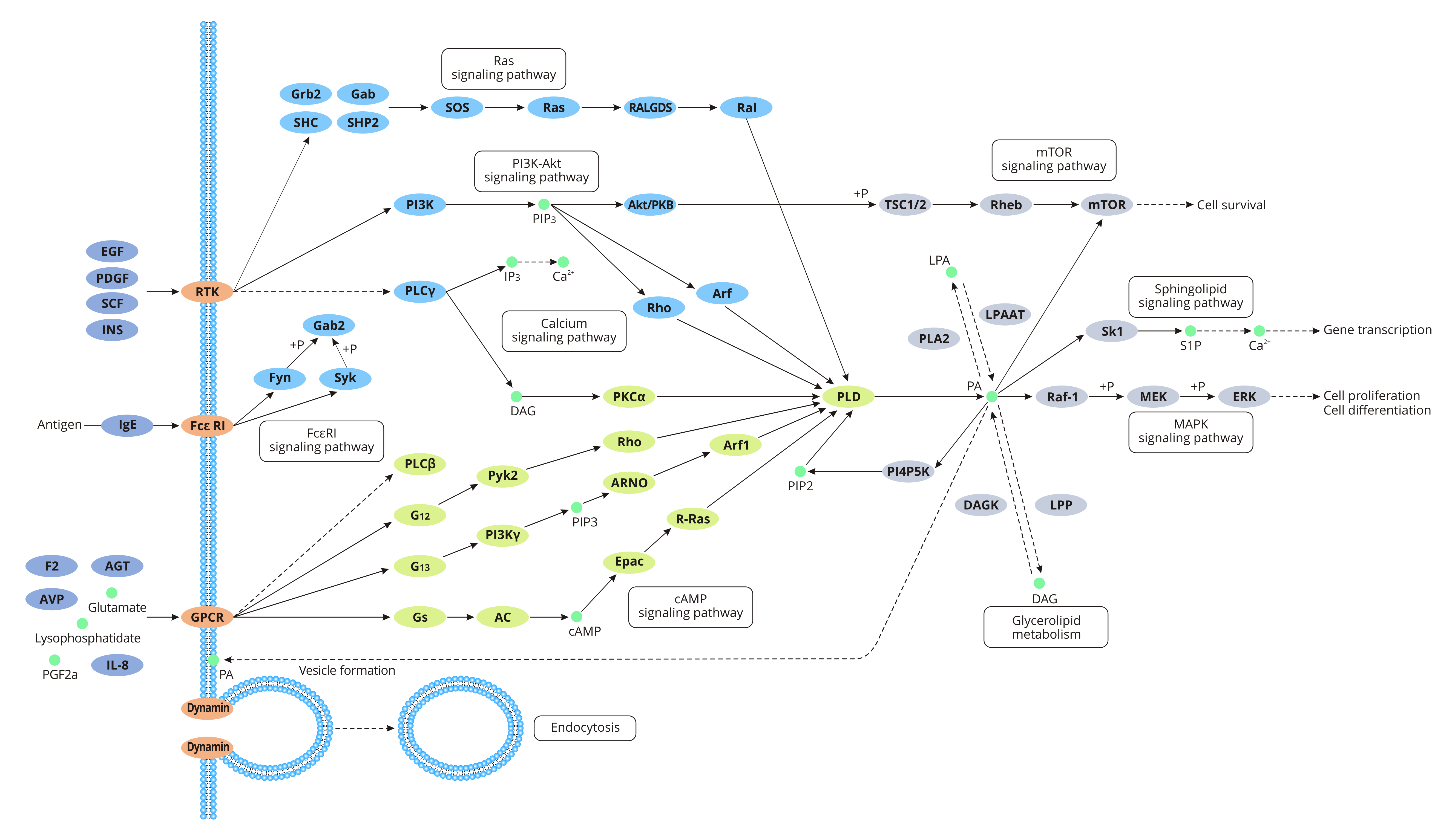 Phospholipase D signaling pathway