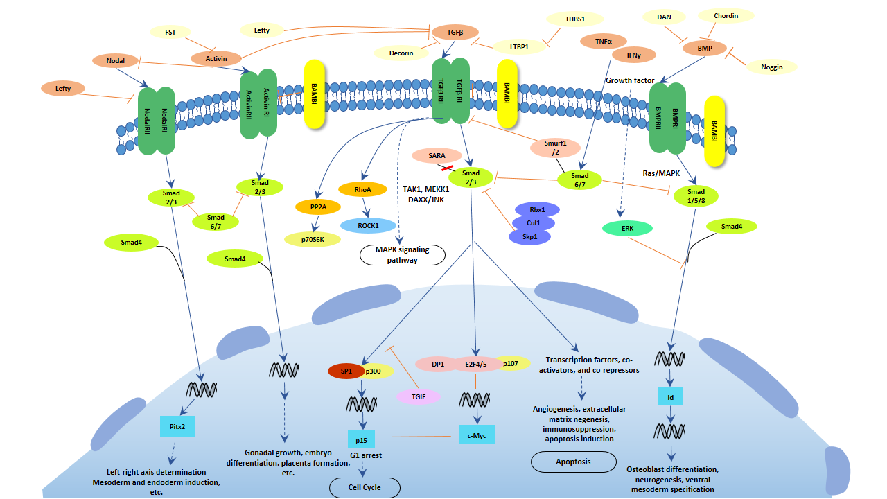 TGF-beta signaling pathway