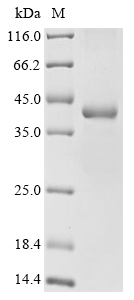 CSB-EP764228DLU1(M) SDS