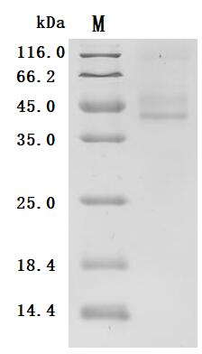 CSB-MP002207HU(A4)-D SDS