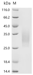 CSB-MP018988MOV4 SDS