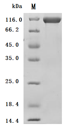 CSB-MP614444HU1