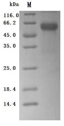 CSB-MP7005MOV SDS-PAGE