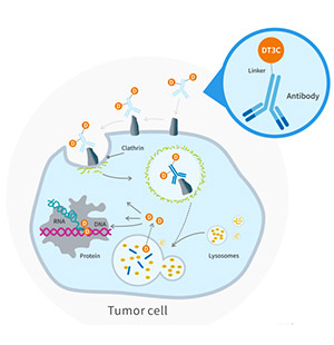 抗體內(nèi)化效率評估工具——DT3C重組蛋白