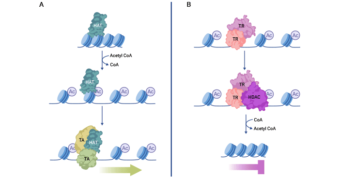 組蛋白乙酰化與去乙?；瘷C制