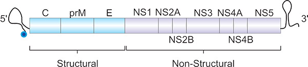 黃熱病病毒基因組