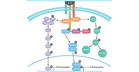 IL-2的信號傳導(dǎo)途徑