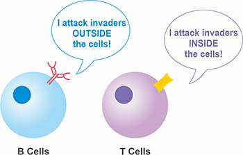 T細(xì)胞和B細(xì)胞的區(qū)別