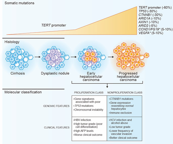 肝細(xì)胞癌的主要遺傳學(xué)改變和分子分型