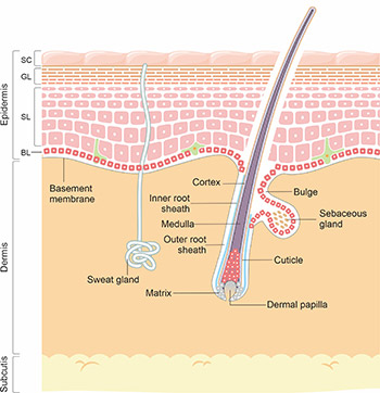 皮膚及其結(jié)構(gòu)