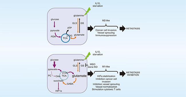 谷氨酰胺連接酶促進(jìn)TAMs向M2型極化