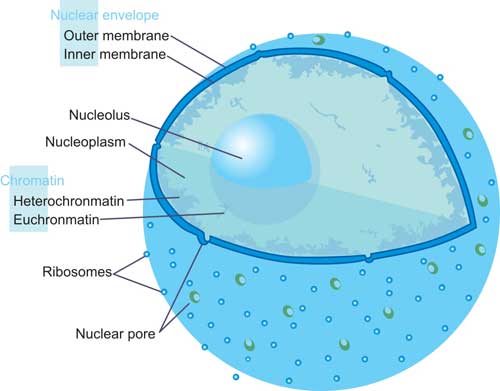 click to enlarge The Structure of Nucleu