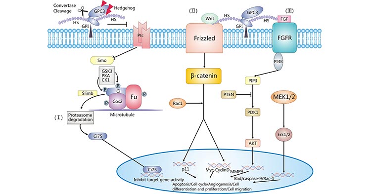 GPC3相關(guān)的信號轉(zhuǎn)導通路