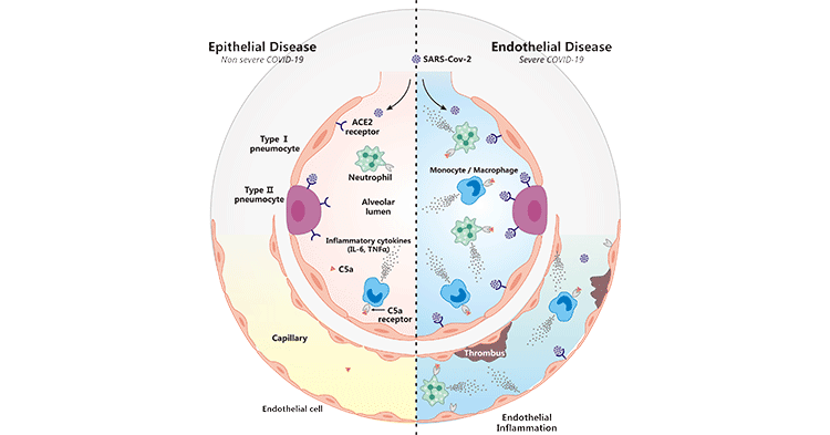 C5AR1-C5a參與COVID-19調(diào)控