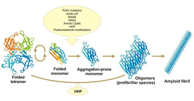 TTR淀粉樣變性級(jí)聯(lián)反應(yīng)